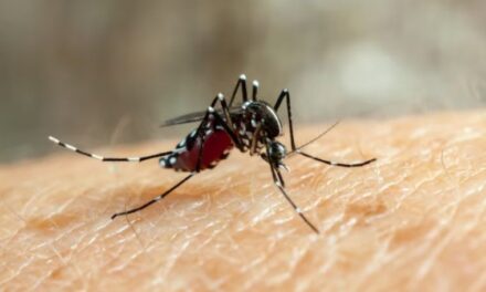 Dengue: Repunte de dengue en Venezuela y Sudamérica enciende las alarmas