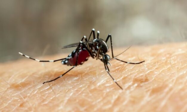 Dengue: Repunte de dengue en Venezuela y Sudamérica enciende las alarmas