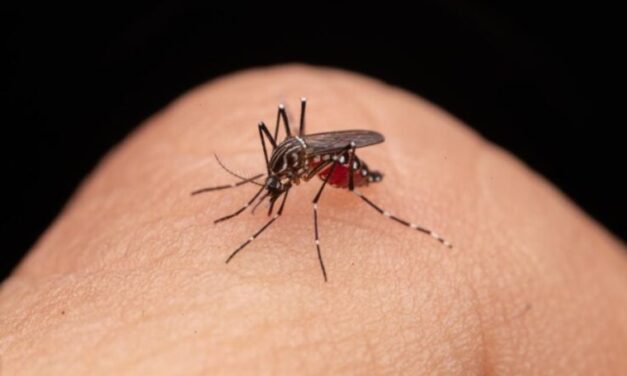 Dengue: Una amenaza en aumento en Venezuela