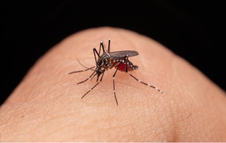 Dengue: Una amenaza en aumento en Venezuela