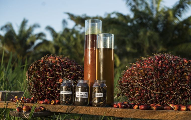 Producir aceite de palma tiene su ciencia