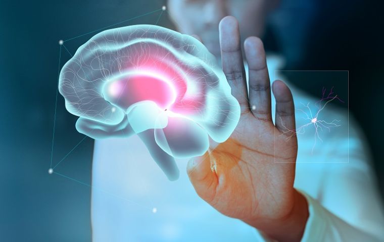 El intestino tiene más neuronas que el cerebro y estas son las que regulan los neurotransmisores