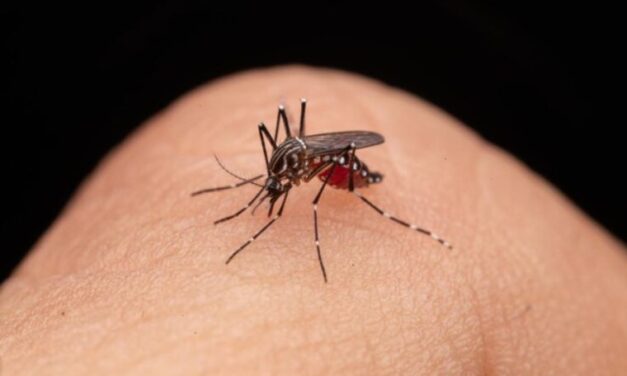 Expertos recomiendan cuidados básicos para evitar la propagación del Dengue