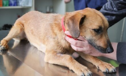 Pólizas para mascotas protegen su bienestar y brindan tranquilidad a sus dueños