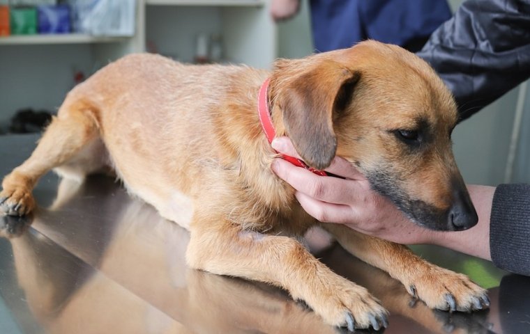 Pólizas para mascotas protegen su bienestar y brindan tranquilidad a sus dueños