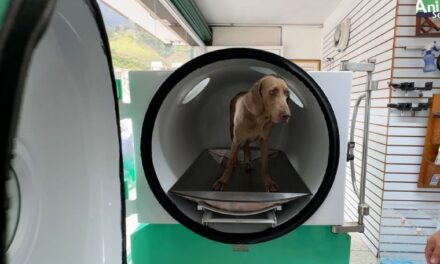 La oxigenoterapia hiperbárica en la medicina veterinaria se implementa en Venezuela