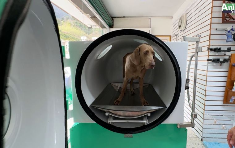 La oxigenoterapia hiperbárica en la medicina veterinaria se implementa en Venezuela